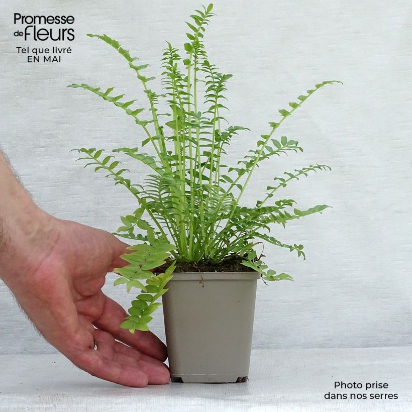 Example of Polemonium caeruleum Album Godet de 8/9 cm as you get in printemps