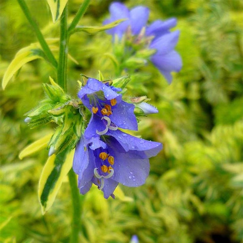 Polemonium caeruleum Brise d'Anjou (Flowering)