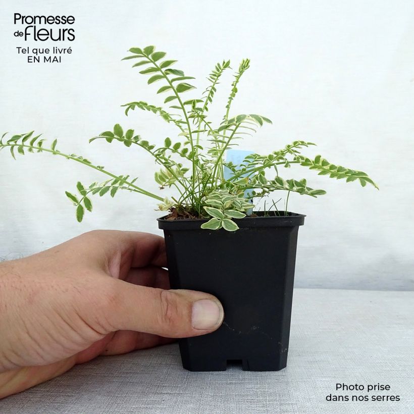 Example of Polemonium caeruleum Brise d'Anjou Godet de 8/9 cm as you get in printemps