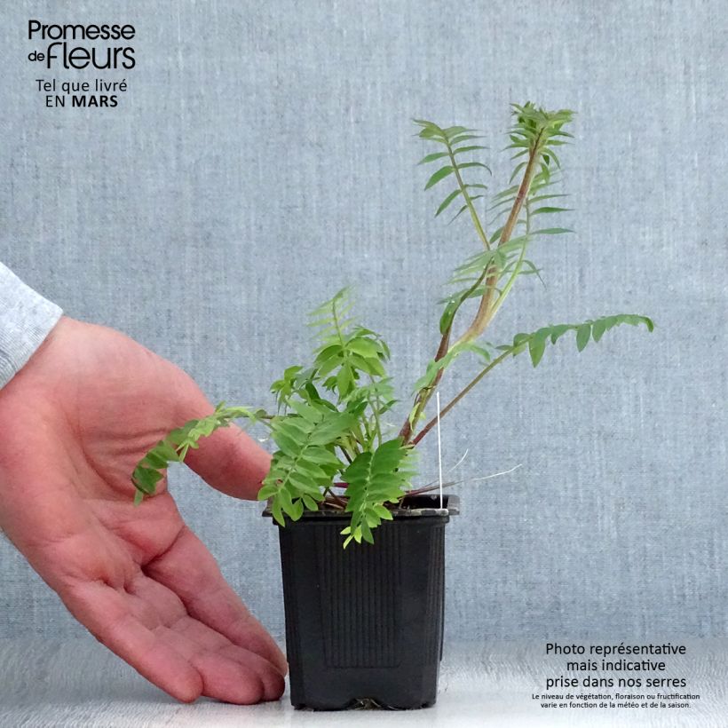 Spécimen de Polemonium carneum Apricot Delight Godet de 8/9 cm tel que livré au printemps