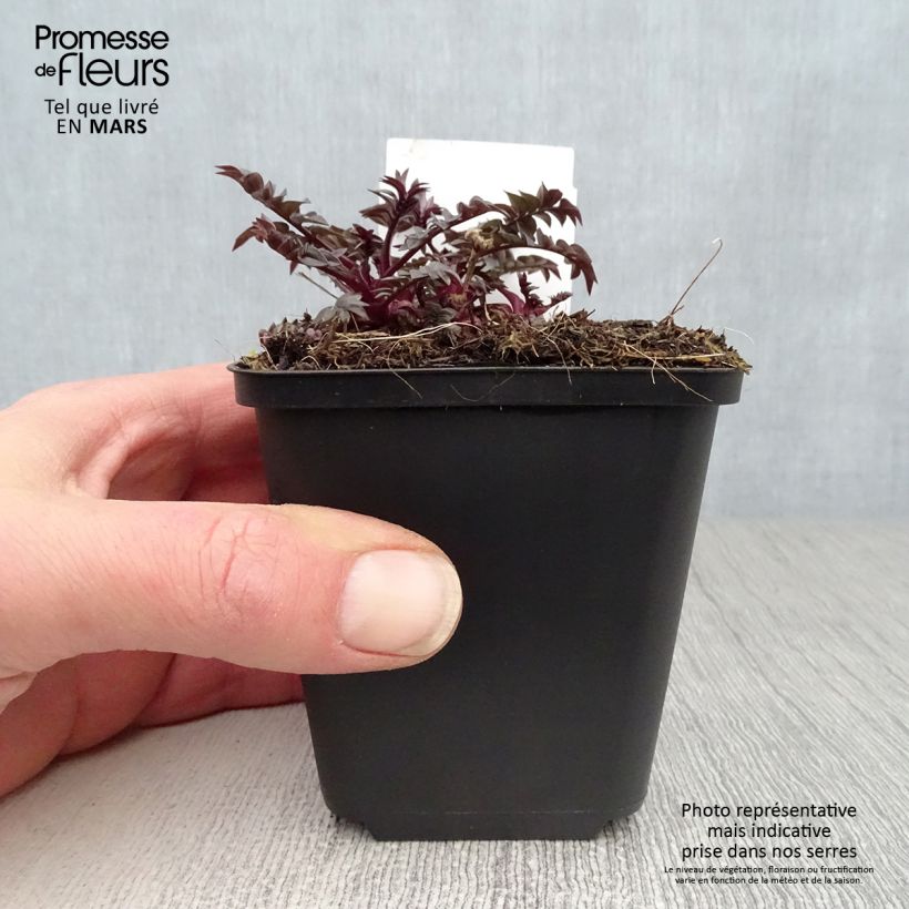 Example of Polemonium hybride Heaven Scent - Valériane grecque Godet de 8/9 cm as you get in printemps