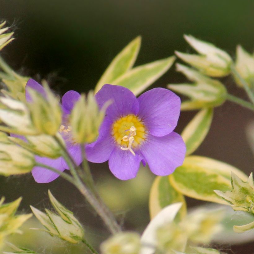 Polemonium pulcherrimum Golden Feathers - Polémoine (Floraison)