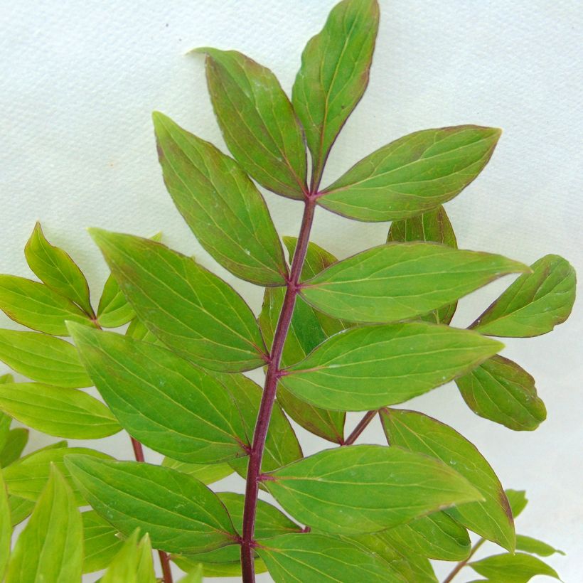 Polemonium reptans Blue Pearl - Valériane grecque rampante (Foliage)