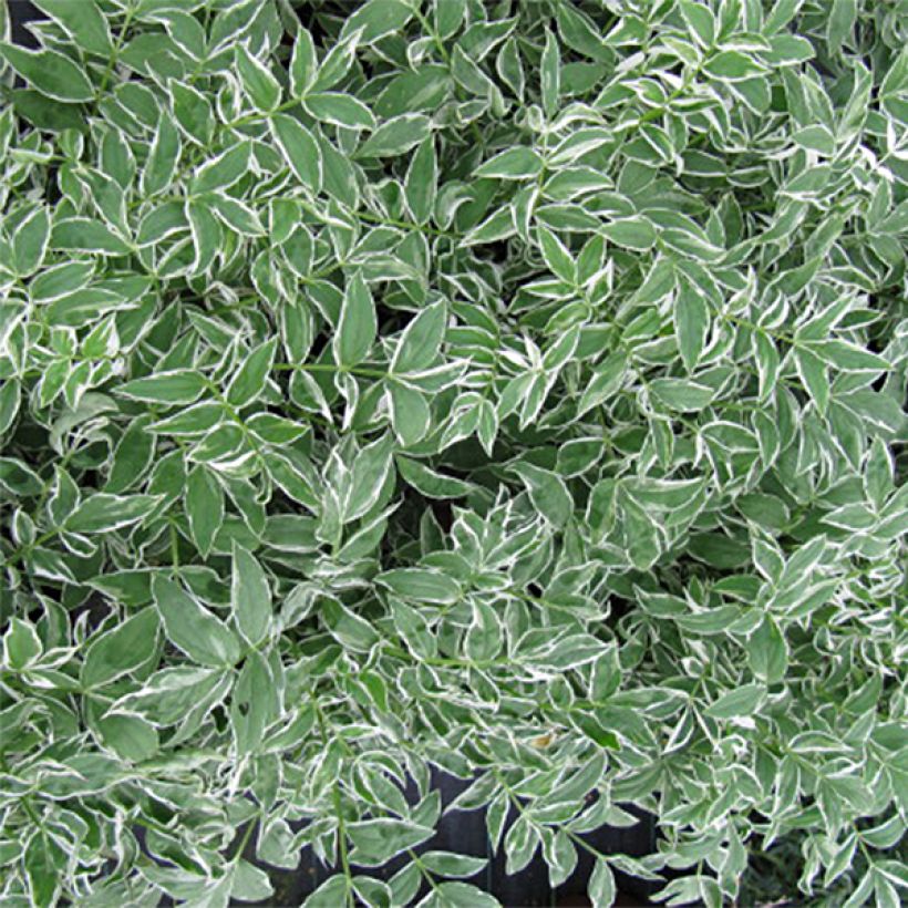 Polemonium reptans Touch of Class - Valériane grecque rampante (Foliage)