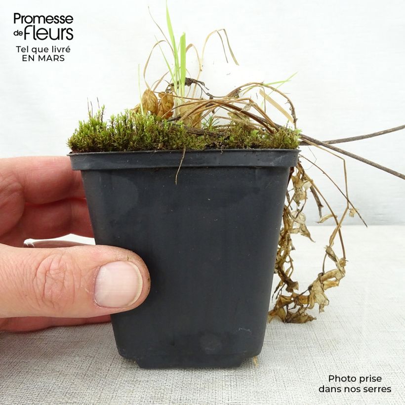 Example of Polemonium reptans Touch of Class - Valériane grecque rampante Godet de 8/9 cm as you get in printemps