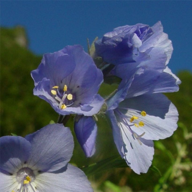 Polemonium yezoense Purple Rain - Valériane grecque (Flowering)