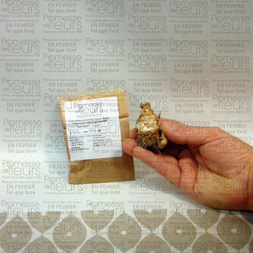 Exemple de spécimen de Polianthes tuberosa Yellow Baby - Tubéreuse Bulbe calibre 10+, Gros Calibre tel que livré