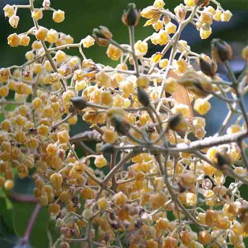 Poliothyrsis sinensis - Arbre aux fleurs de perles (Flowering)