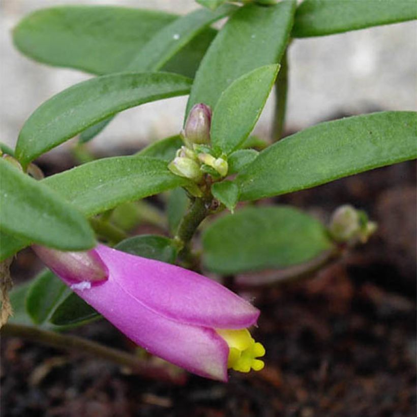 Polygala chamaebuxus Grandiflora - Faux buis (Foliage)