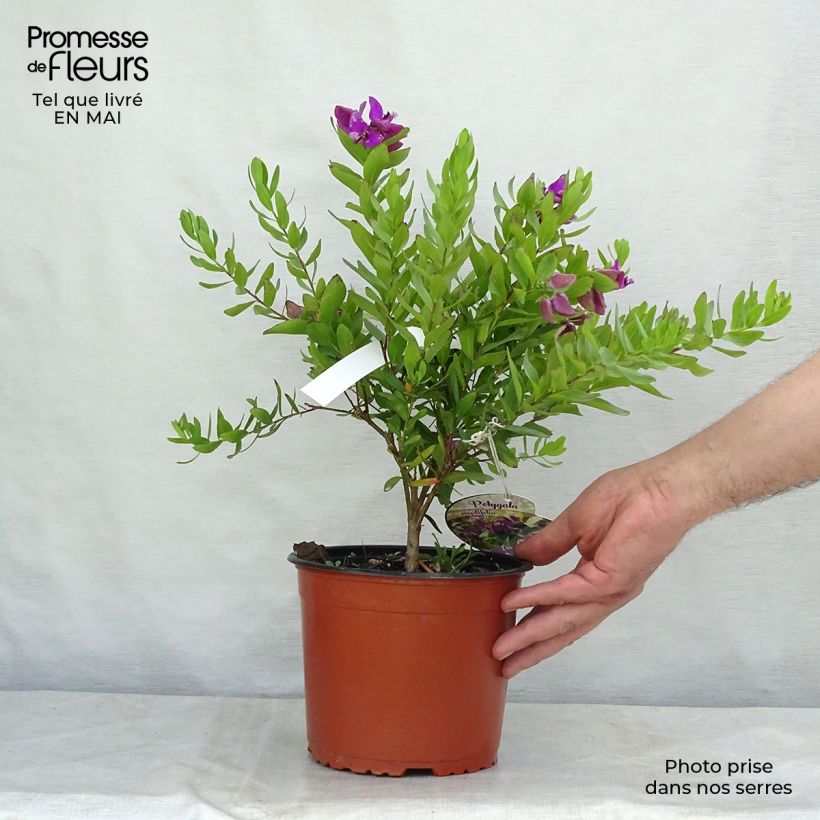 Example of Polygala myrtifolia - Polygale à feuilles de myrte Pot de 2L/3L as you get in printemps
