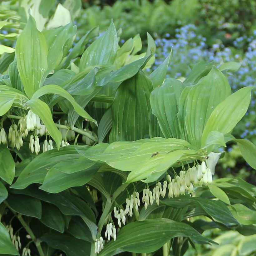Polygonatum Weihenstephan - Sceau de Salomon (Foliage)