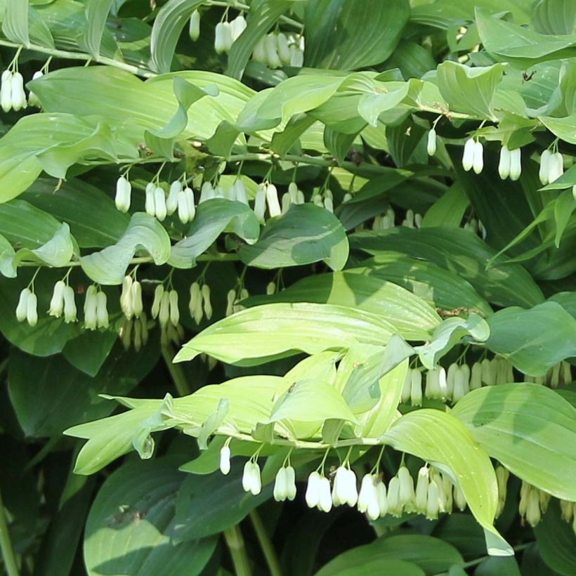 Polygonatum Weihenstephan - Sceau de Salomon (Flowering)
