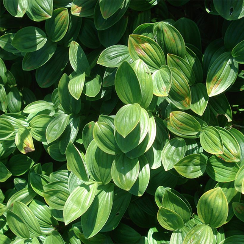 Polygonatum humile - Sceau de Salomon (Foliage)