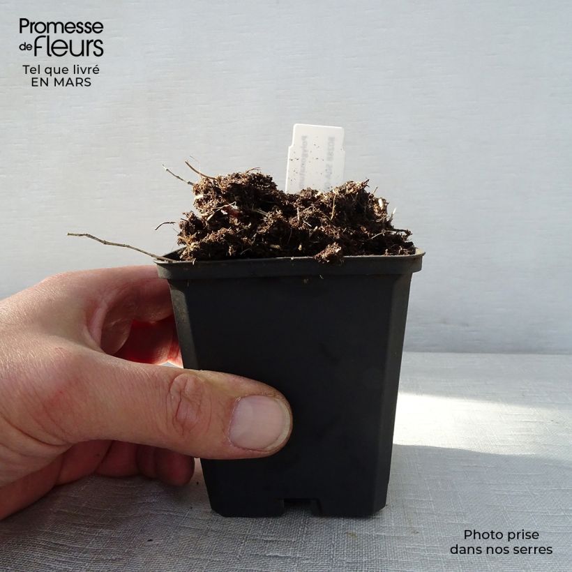 Example of Polygonatum humile - Sceau de Salomon Godet de 8/9 cm as you get in printemps