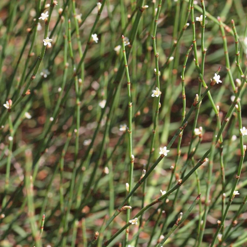 Polygonum scoparium - Renouée à balais (Flowering)