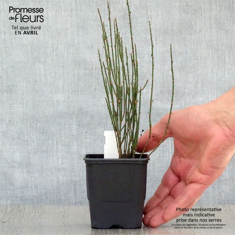 Example of Polygonum scoparium - Renouée à balais Godet de 8/9 cm as you get in printemps