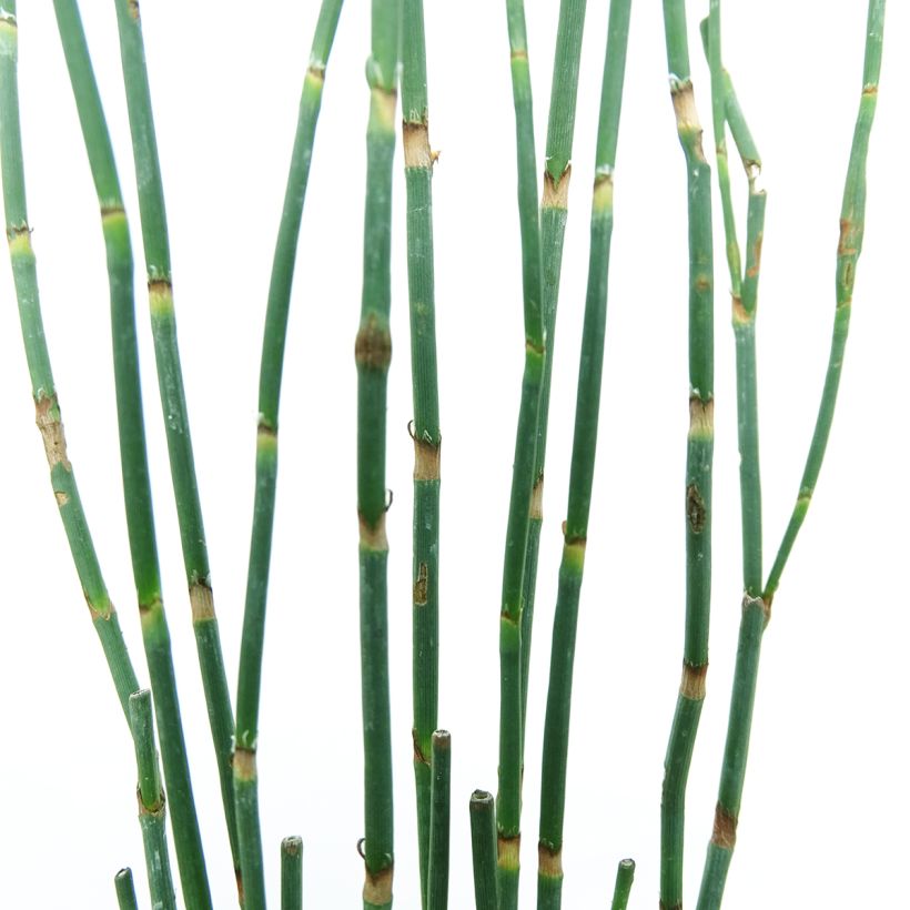 Polygonum scoparium - Renouée à balais (Foliage)