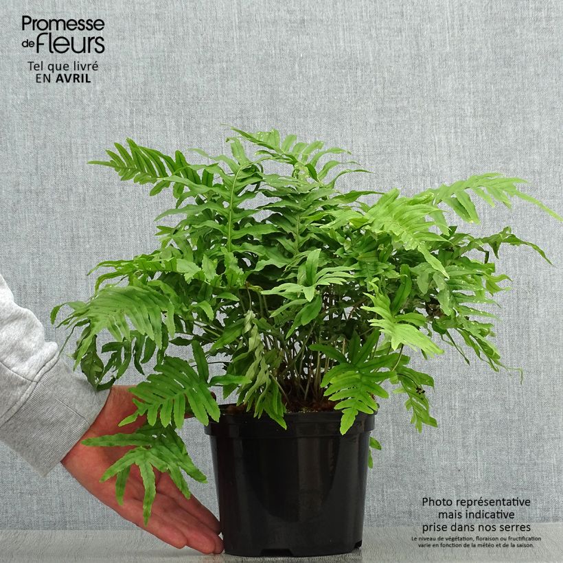 Example of Polypodium Whitley Giant - Fougère, Polypode Pot de 2L/3L as you get in printemps