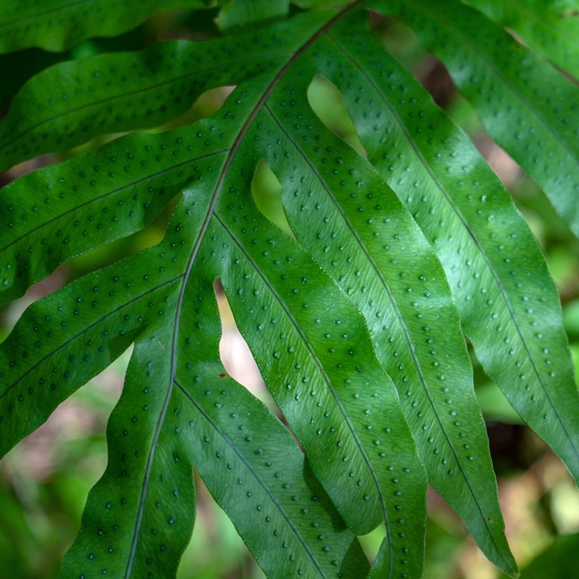 Polypodium ou Phlebodium pseudoaureum - Fougère bleue de Virginie (Foliage)