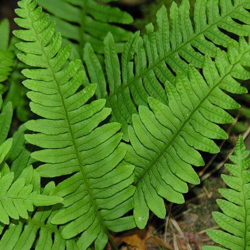 Polypodium vulgare - Fougère persistante (Foliage)