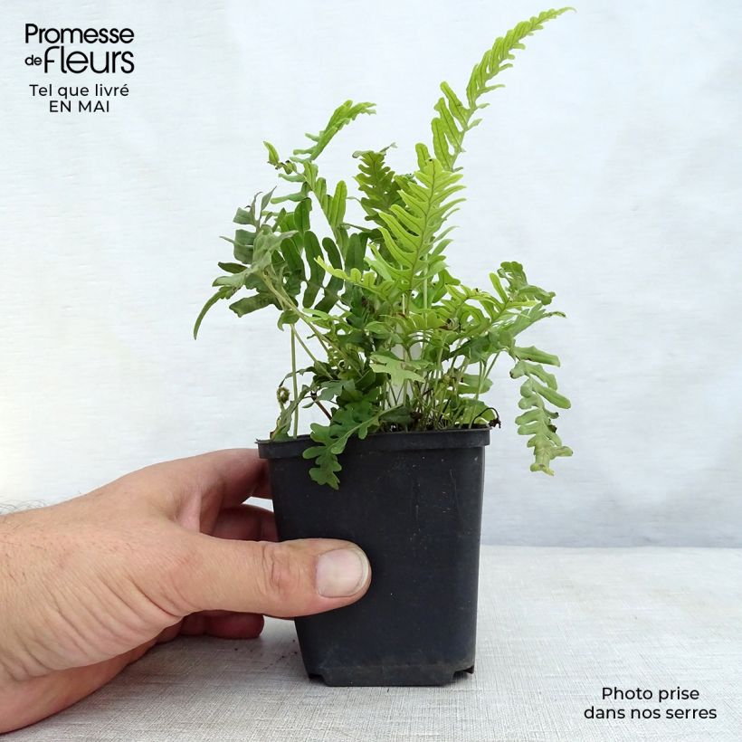 Example of Polypodium vulgare Bifido Multifidum - Fougère Godet de 8/9 cm as you get in printemps