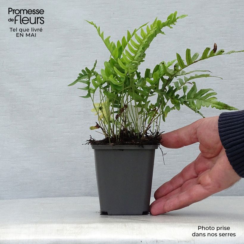 Example of Polypodium vulgare - Fougère persistante Godet de 8/9 cm as you get in printemps