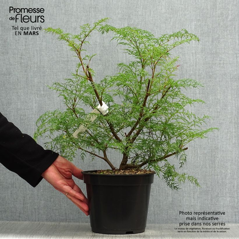 Example of Polyscias sambucifolia - Sureau panax Pot de 4L/5L as you get in printemps