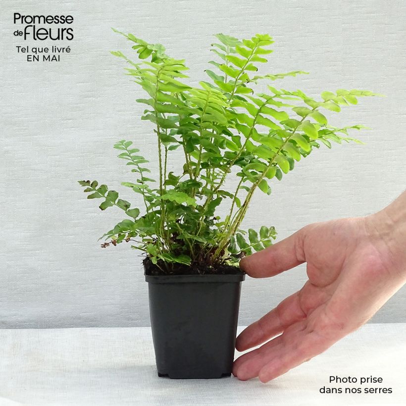 Example of Polystichum acrostichoides - Fougère de Noël Godet de 8/9 cm as you get in printemps