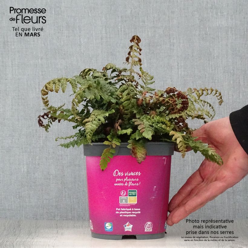 Example of Polystichum aculeatum - Fougère Pot de 2L/3L as you get in printemps