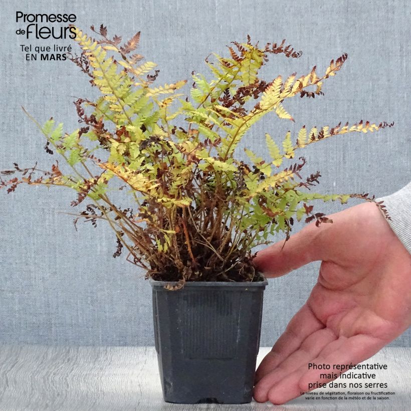 Spécimen de Polystichum braunii - Fougère Godet de 8/9 cm tel que livré au printemps