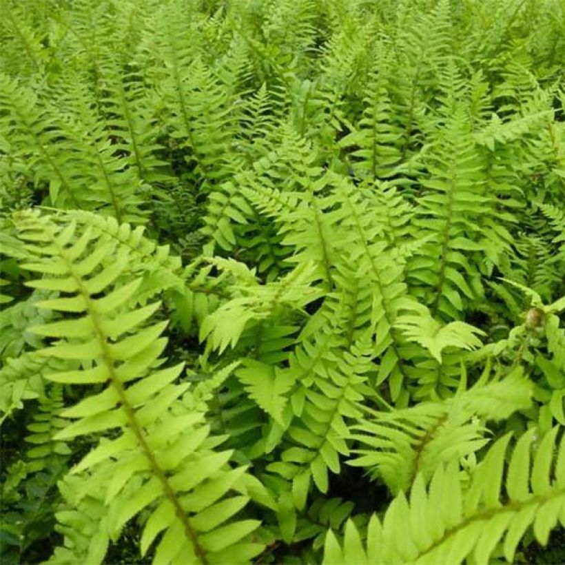Polystichum munitum - Fougère (Foliage)