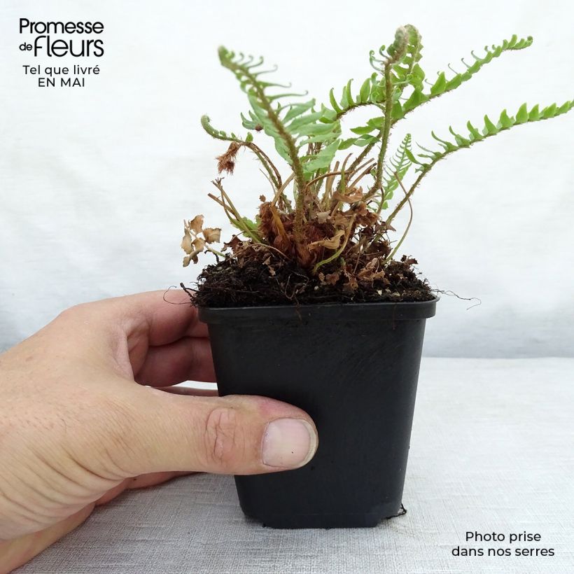 Example of Polystichum munitum - Fougère Godet de 8/9 cm as you get in printemps