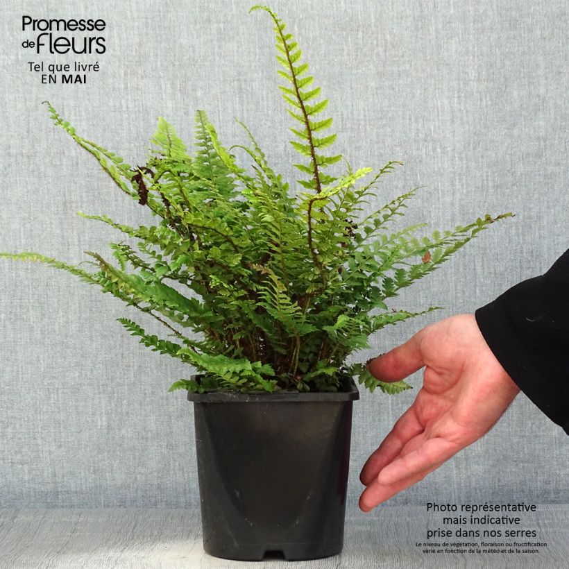 Example of Polystichum neolobatum - Fougère sabre  Pot de 2L/3L as you get in printemps