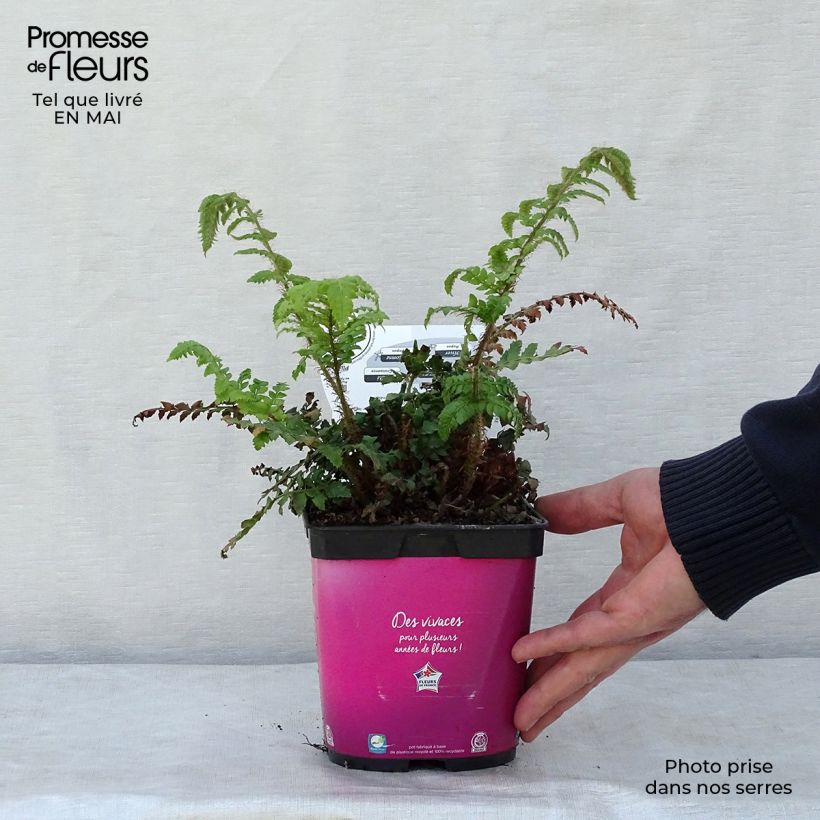 Example of Polystichum polyblepharum - Fougère persistante Pot de 2L/3L as you get in printemps