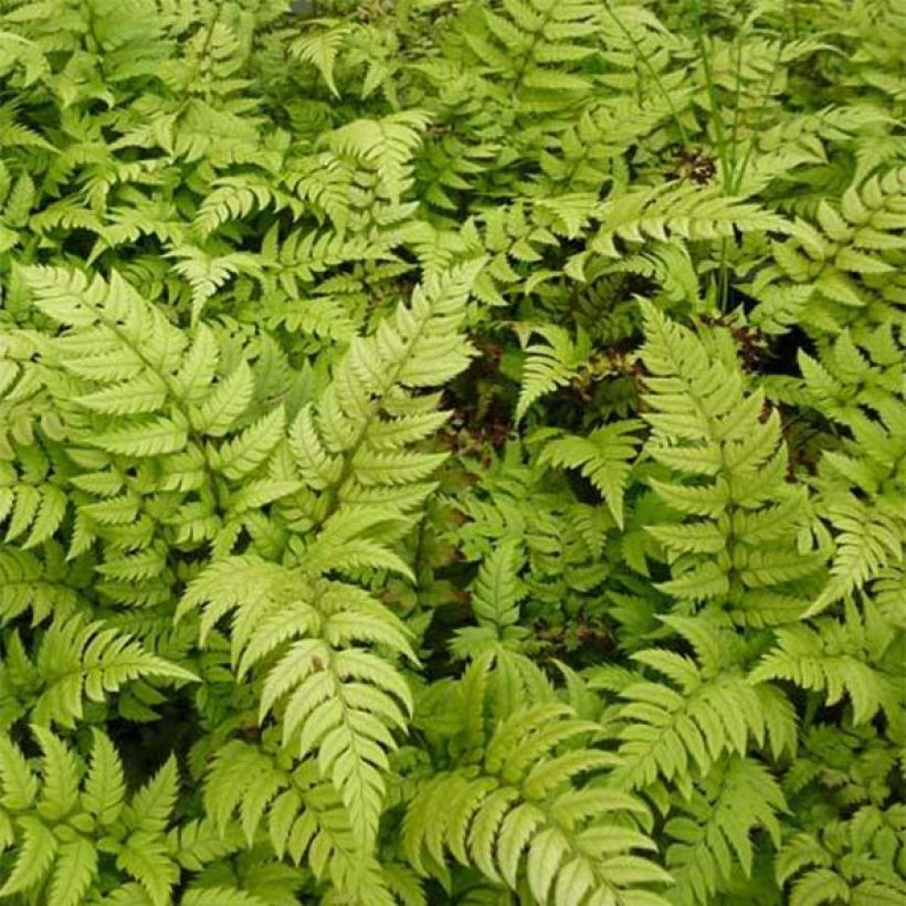 Polystichum rigens - Fougère (Foliage)