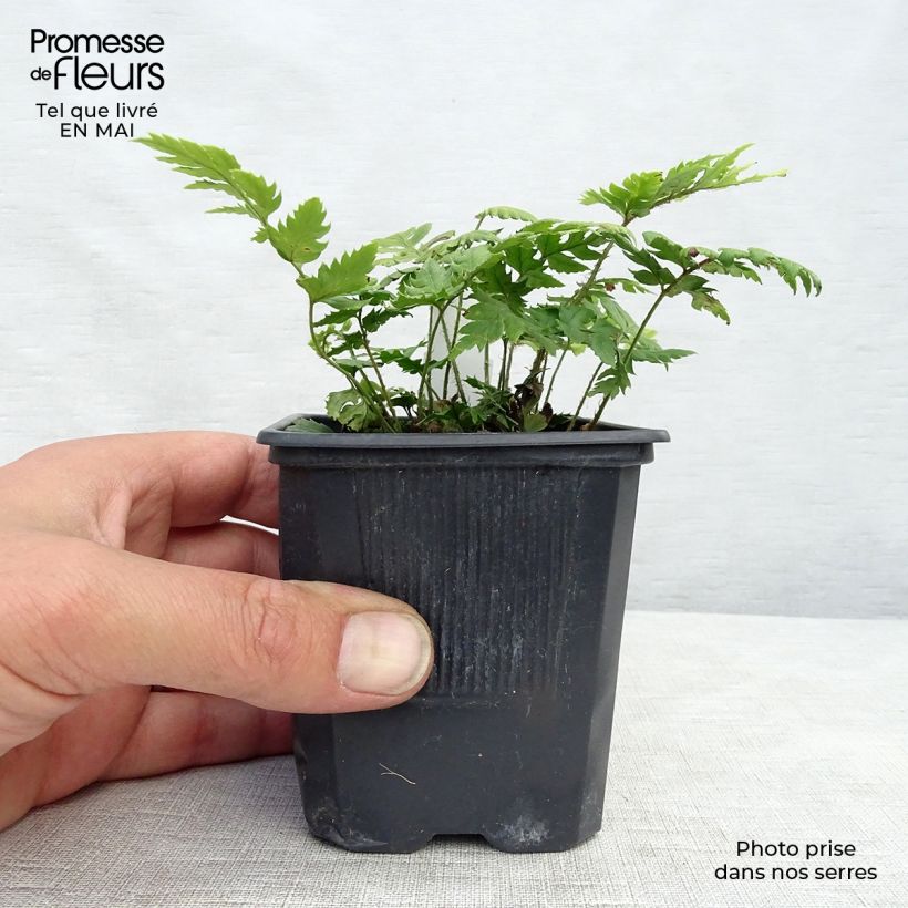 Example of Polystichum rigens - Fougère Godet de 8/9 cm as you get in printemps
