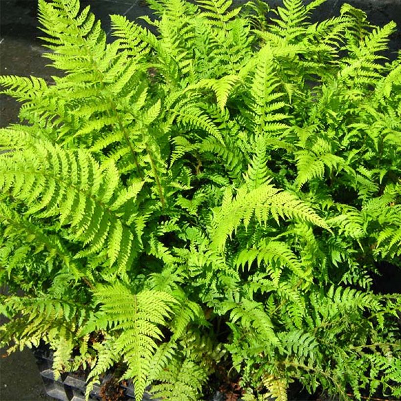 Polystichum setiferum Dahlem - Fougère (Foliage)