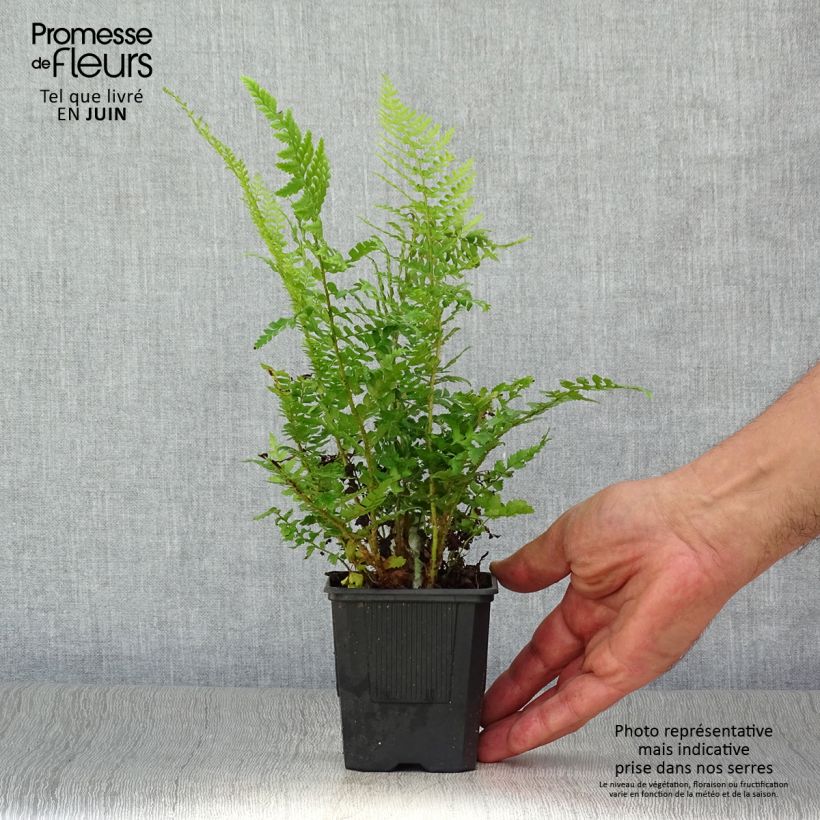 Spécimen de Polystichum setiferum - Fougère Godet de 8/9 cm tel que livré en été
