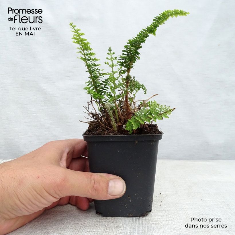 Example of Polystichum tsus-simense - Aspidie, fougère Godet de 8/9 cm as you get in printemps