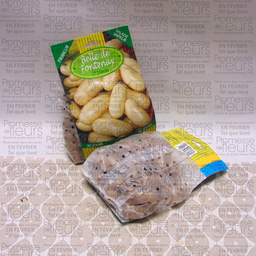 Exemple de spécimen de Pommes de terre Belle de Fontenay - Solanum tuberosum Sac de 25 plants calibre 25/32 mm tel que livré