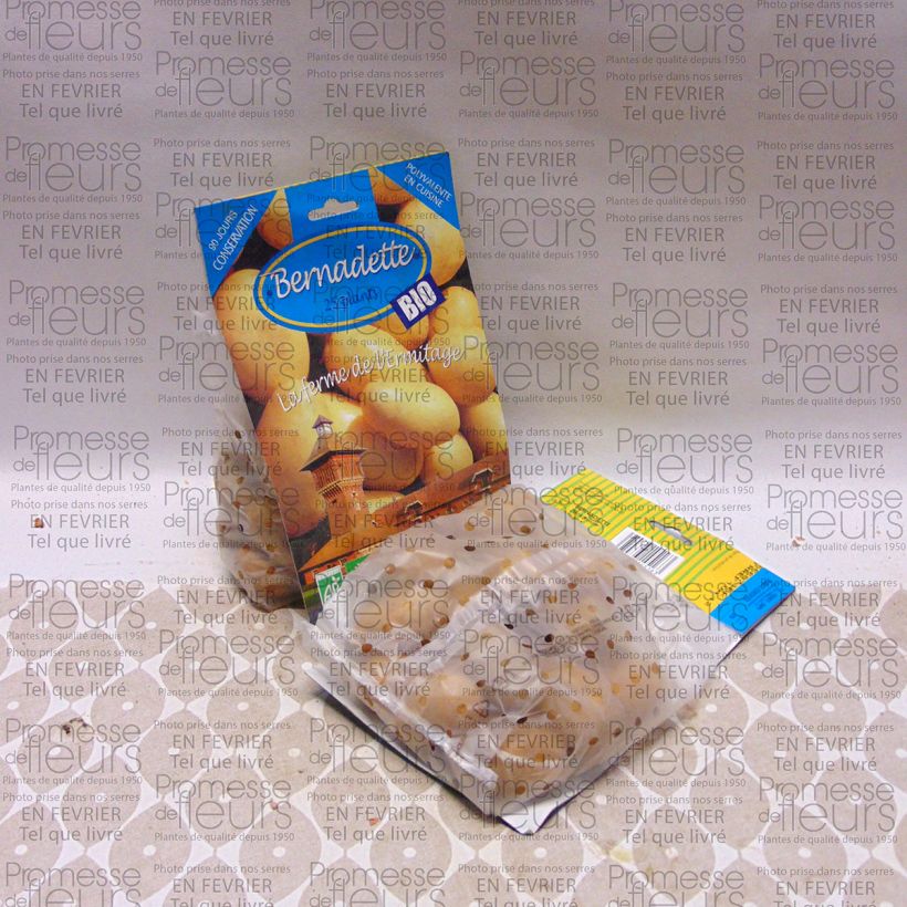 Example of Pommes de terre Bernadette Bio - Solanum tuberosum Sac de 25 plants calibre 28/45 mm as you get