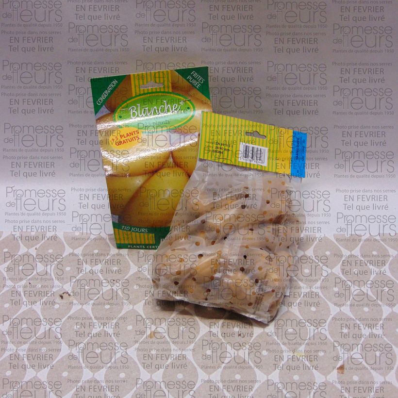 Example of Pommes de terre Blanche - Solanum tuberosum Sac de 25 plants calibre 28/40 mm as you get