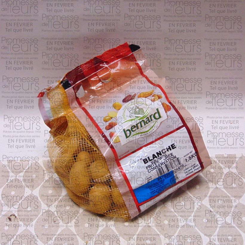 Example of Pommes de terre Blanche - Solanum tuberosum Pièce calibre 28/40 mm, Sac de 1,5Kg (env. 50 plants) as you get