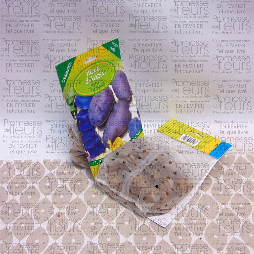 Exemple de spécimen de Pommes de terre Bleue d'Artois - Solanum tuberosum Sac de 25 plants calibre 28/45 mm tel que livré