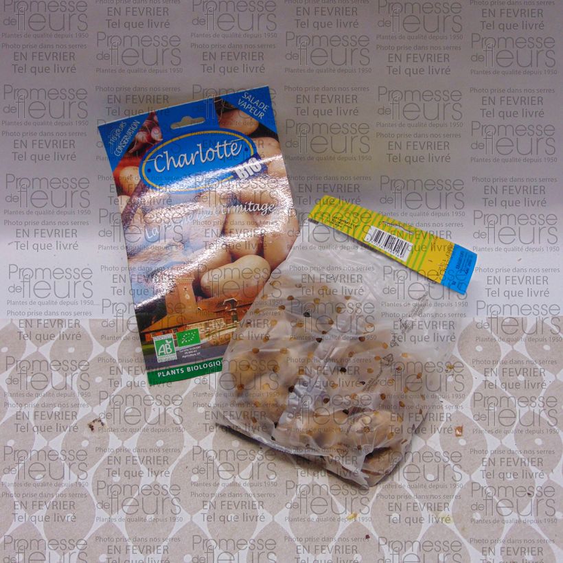 Example of Pommes de terre Charlotte Bio - Solanum tuberosum Sac de 25 plants calibre 25/40 mm as you get