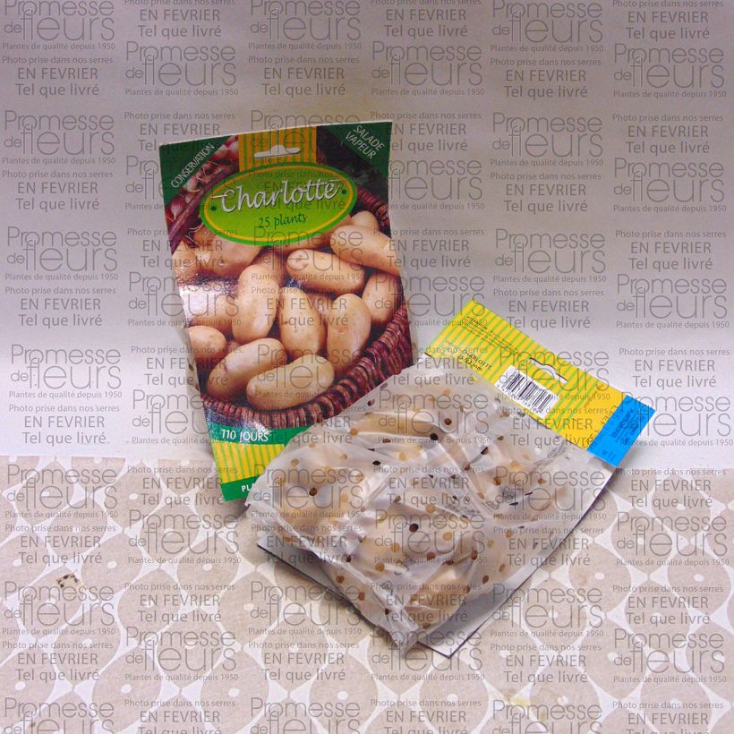 Example of Pommes de terre Charlotte - Solanum tuberosum Sac de 25 plants calibre 25/32 mm as you get