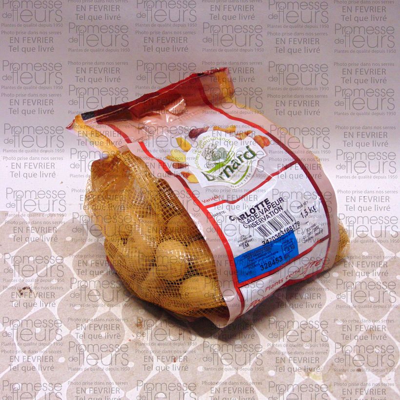Example of Pommes de terre Charlotte - Solanum tuberosum Pièce calibre 25/32 mm, Sac de 1,5Kg (env. 50 plants) as you get
