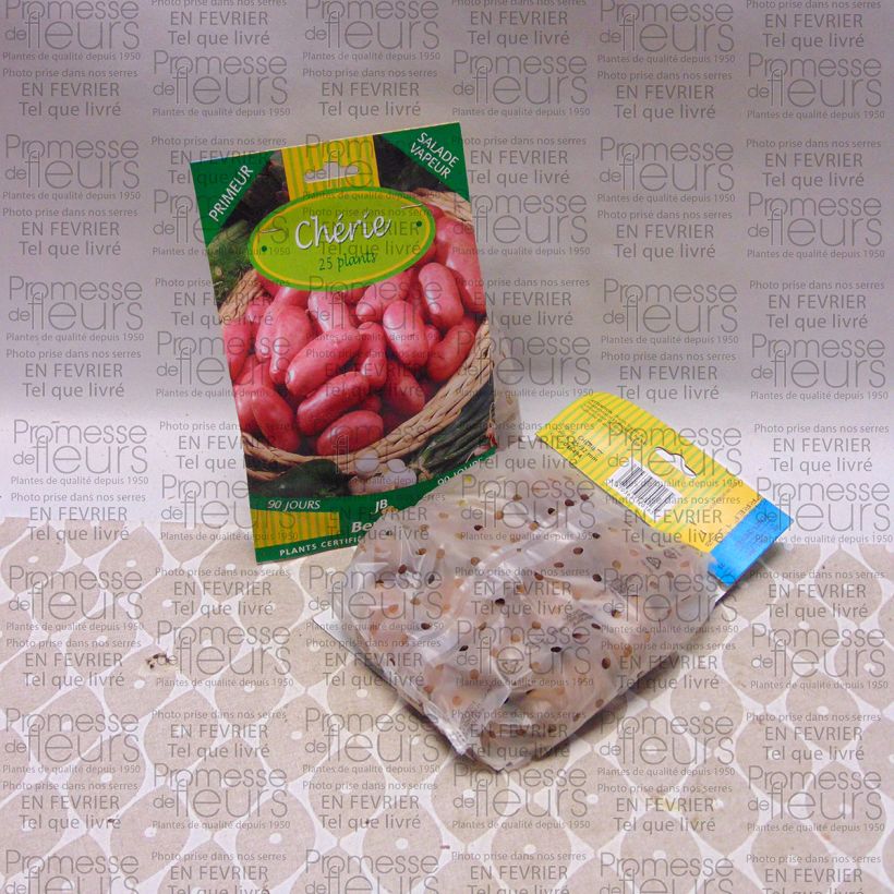 Example of Pommes de terre Cherie - Solanum tuberosum Sac de 25 plants calibre 25/32 mm as you get