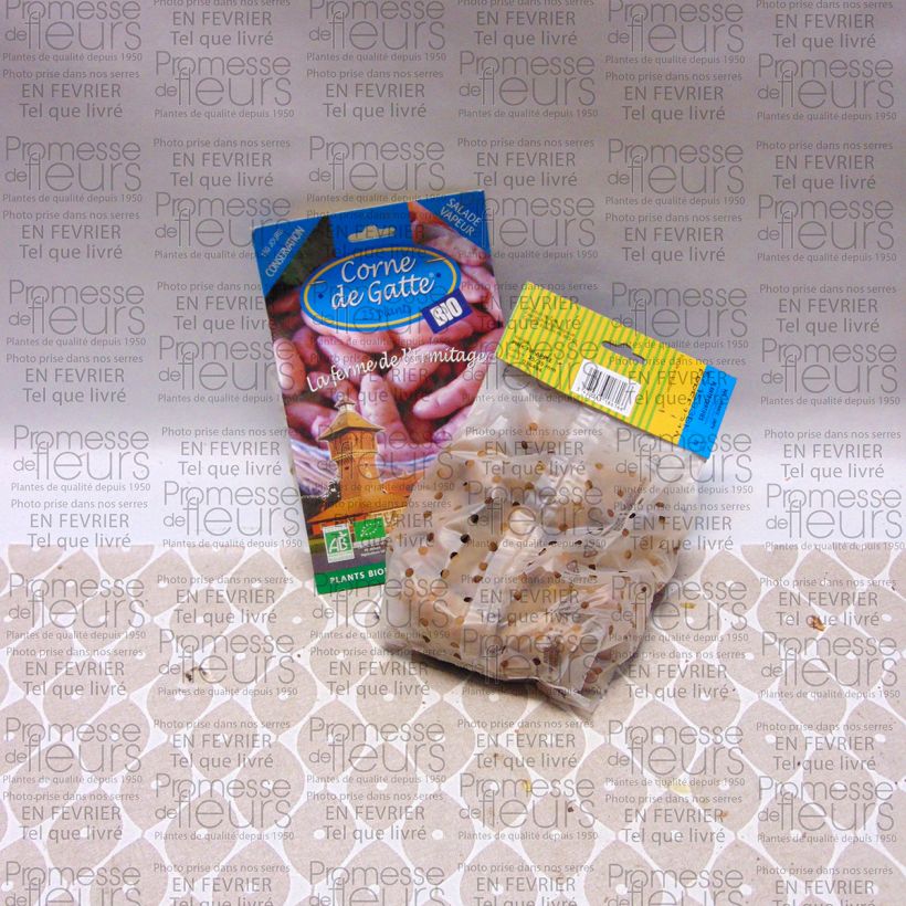 Exemple de spécimen de Pommes de terre Corne de Gatte (Pink Fir Apple) Bio Sac de 25 plants calibre 25/35 mm tel que livré