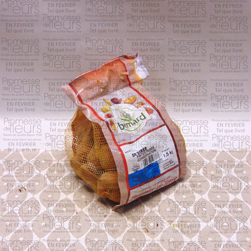 Example of Pommes de terre Desiree - Solanum tuberosum Pièce calibre 28/35 mm, Sac de 1,5Kg (env. 50 plants) as you get